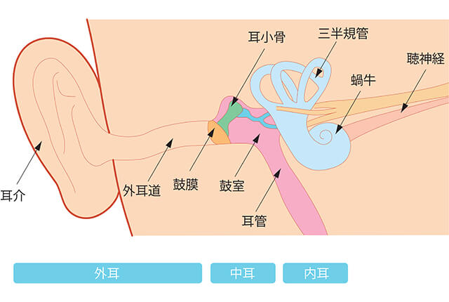 耳の構造のイラスト